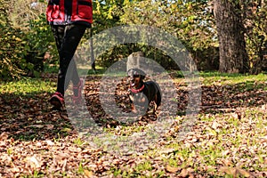 The hostess walks the dachshund dog in the autumn park