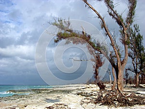 Hostile Beach Trees