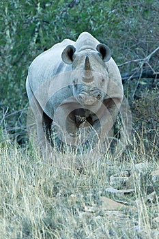 Hostile black rhino