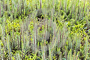 Hostnik ordinary or Water pine lat. Hippuris vulgaris photo
