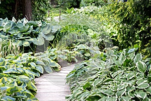 Hosts along a wooden walking path in the Park.