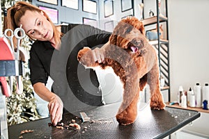 Hosts brought domestic pet labradoodle for grooming in salon