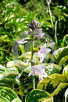 Hosts flowers in the garden. natural background