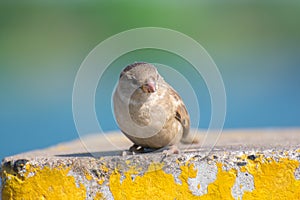 Hosue Sparrow  Passer domesticus female closeup up