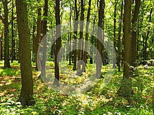 A hot afternoon in a glade, wilted plants with bent light green leaves. Background forest