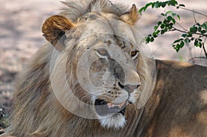 A male lion seeking some shade