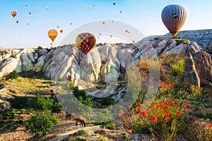 Hot air balloon flying over rock landscape at Cappadocia Turkey with flowers and hourses