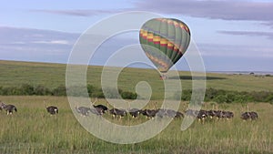 A hot air balloon glides above ostriches