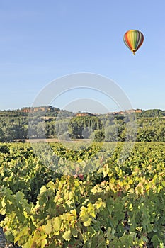 Hot air balloon over vineyard