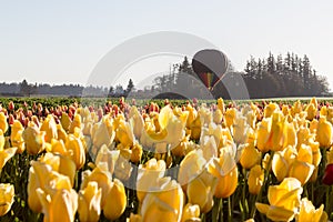 Hot air balloon ride over the tulips