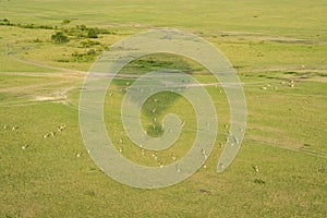 Hot air balloon shadow over the Masaai Mara Reserve, with antelope impala animals running in the grass. Aerial view, Kenya Africa