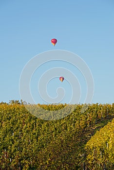 Hot air balloons flying over the famous vineyards of Alsace, France