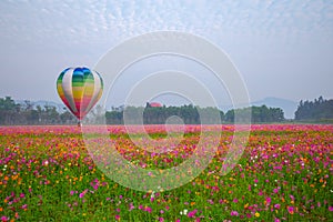 Hot air balloons flying over Flower field with sunrise at Chiang Rai Province, Thailand