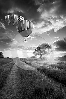 Hot air balloons flying over lavender landscape sunset in black
