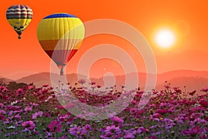 Hot air balloons over cosmos flower at sunset with flare