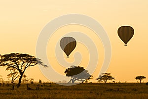 Hot Air Balloons over the Serengeti