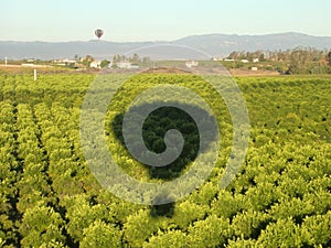 Hot Air Balloons Shadow over Orange Groves