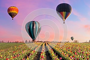 Hot Air Balloons at Tulip Fields