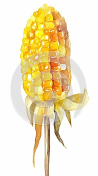 Hot boiled corn on stick. Food, sea and sun. Watercolor illustration on white background.
