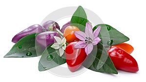 Hot Bolivian Rainbow Peppers (Capsicum Annuum) photo