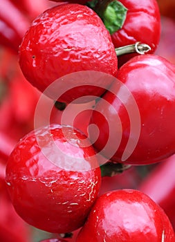 The Hot Cherry Bomb is medium heat pepper, similar to a jalapeno