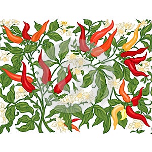 Hot chilly pepper plant with fruits and flowers.