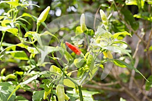 Hot chilly peppers