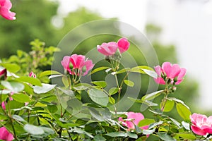 Hot chocolate-Rosa chinensis Jacq.