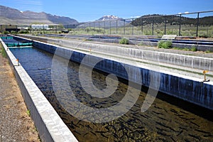 Hot Creek Fish Hatchery, Mono County, eastern California, USA