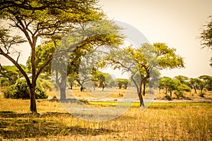 Hot day in african bush. Tarangire National Park safari, Tanzania