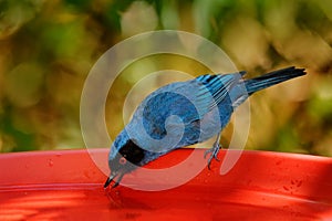 Hot day, bird drinking water. Close-up portrait of tropic bird. Masked Flower-piercer, Diglossa cyanea, blue tropical bird with