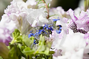 Hot day. flower with open buds. petunia. bright white color flower. flowerbed in summer. spring beauty and freshness. gardening