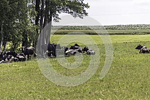 Hot day . Motley cows lie in the shade of trees. In the middle of summer.