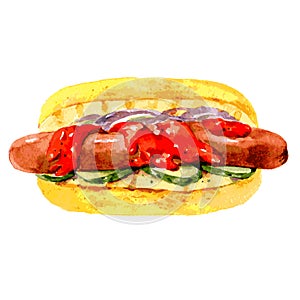 Hot dog with sausage, ketchup and pickles. Hand drawn watercolor illustration isolated on white background. Vector