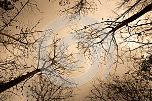 Hot and dry forest tree silhouettes