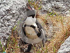 Hot female penguin on nest at Boulders Beach.