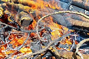 Hot fire burning the forest the concept of the environment. fire kills everything in its path