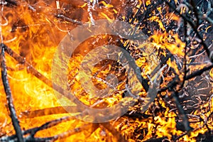 Hot fire burning the forest the concept of the environment. fire kills everything in its path