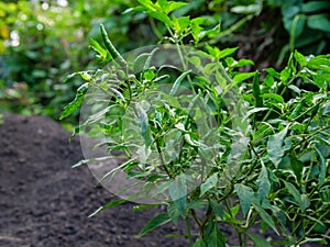 Hot green chili plant in garden natural countryside background.