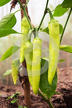 Hot green pepper grows on a branch in a greenhouse. Growing vegetables at home