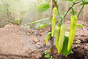 Hot green pepper grows on a branch in a greenhouse. Growing vegetables at home. Copy space