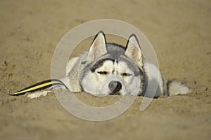 Hot, husky dog lying in the sand