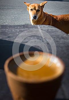 Hot Indian spiced tea served in a traditional clay pot glass called Kulhad with India Pariah stray dog in the background. Outdoor