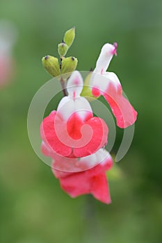 Hot lips Cherry sage