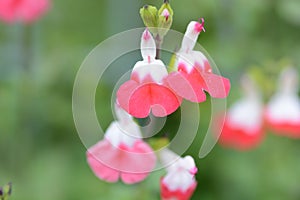 Hot lips Cherry sage