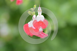 Hot lips Cherry sage