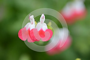 Hot lips Cherry sage