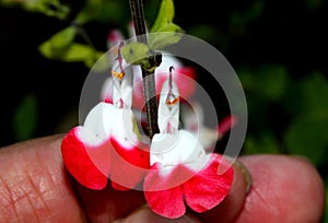 Hot Lips Littleleaf Sage, Salvia microphylla `Hot Lips`