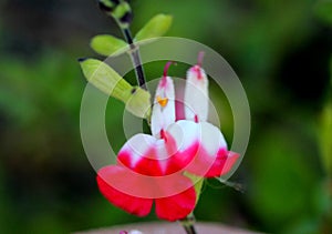 Hot Lips Littleleaf Sage, Salvia microphylla `Hot Lips`