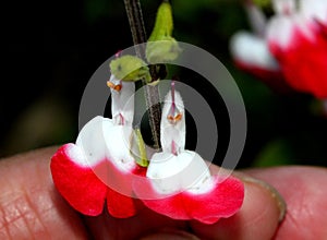 Hot Lips Littleleaf Sage, Salvia microphylla `Hot Lips`